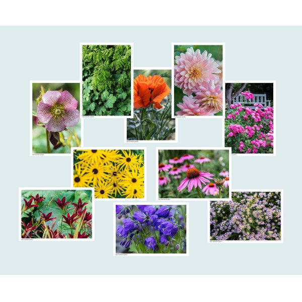 Postkarten: Blüten im Karl-Foerster-Garten
