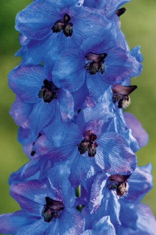 Briefkarten: Rittersporn-blaue Schätze