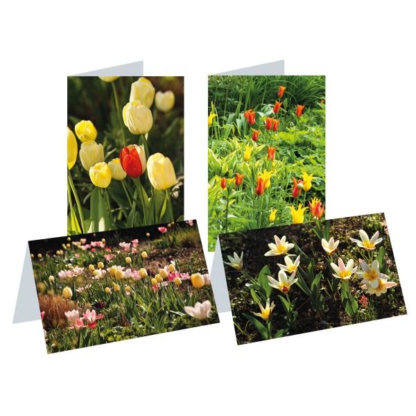 Briefkarten: Tulpen im Foerster-Garten