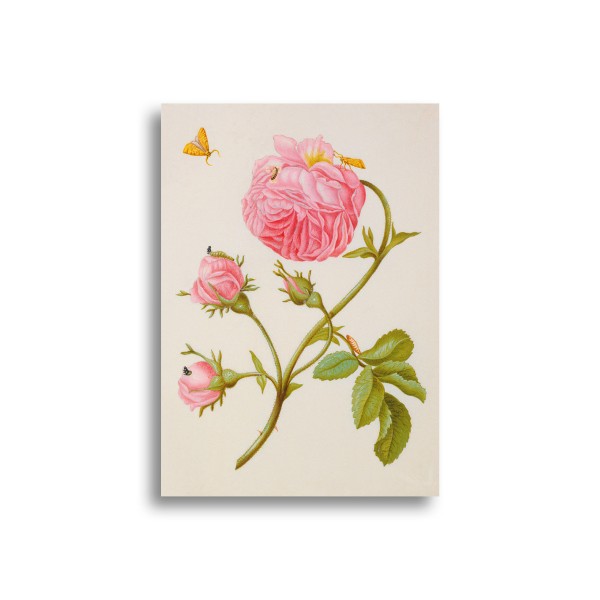 Magnet Merian Rose