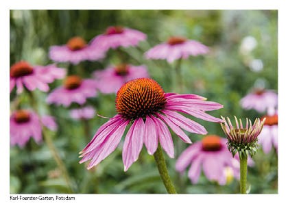 Postkarten: Blüten-Karl-Foerster-Garten