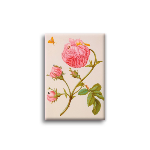 Magnet Merian Rose